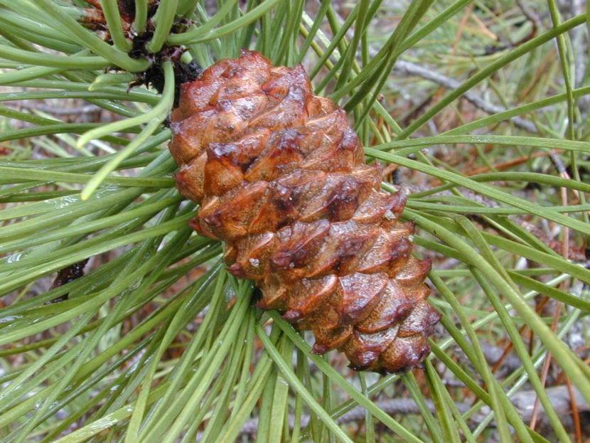 Ejemplar de Pinus pinaster o pino marítimo