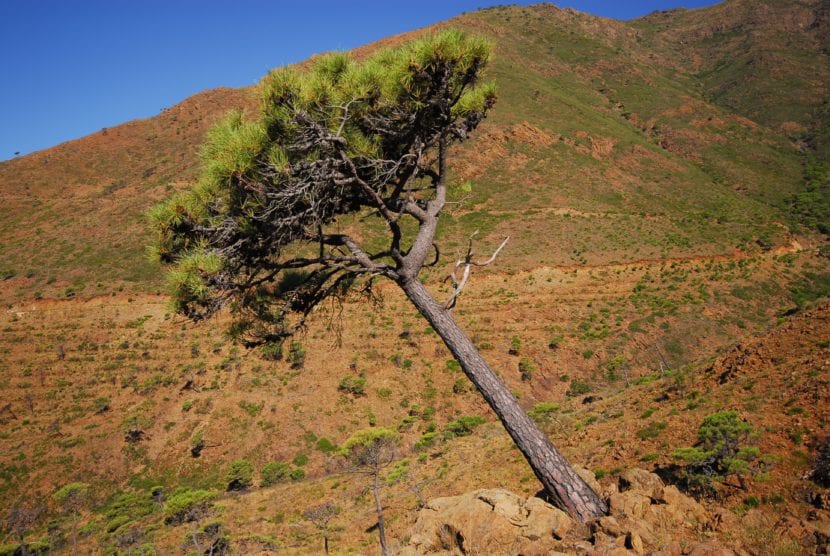 Pinar de Pinus pinaster en Sierra Bermeja