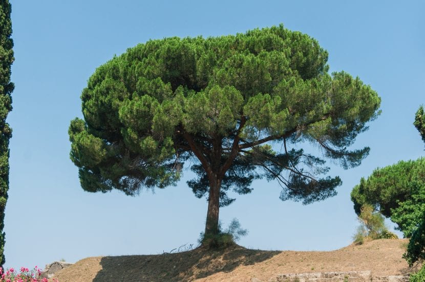 Ejemplar adulto de Pinus pinea con la copa aparasolada característica