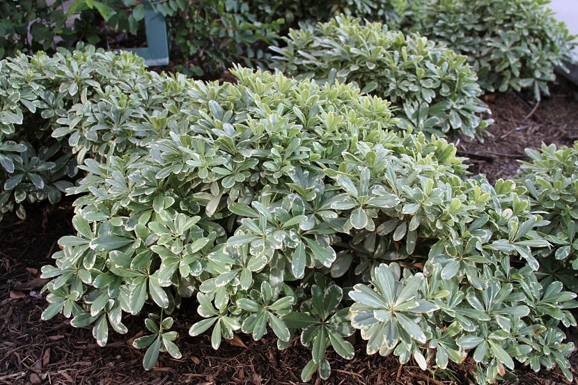 Pittosporum tobira enano formando una mata compacta