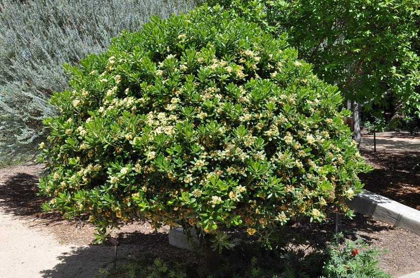 Arbusto de Pittosporum tobira con follaje denso y brillante