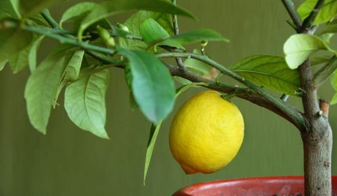 Cómo plantar un limonero en maceta y que dé limones