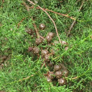 Follaje de Cupressus lusitanica
