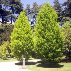 Carpe europeo, Carpinus betulus