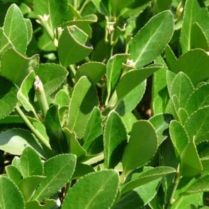 Hojas de laurel, Laurus nobilis