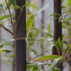 Cañas de Phyllostachys nigra