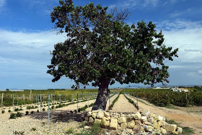 Cómo podar una morera sin estropear el árbol