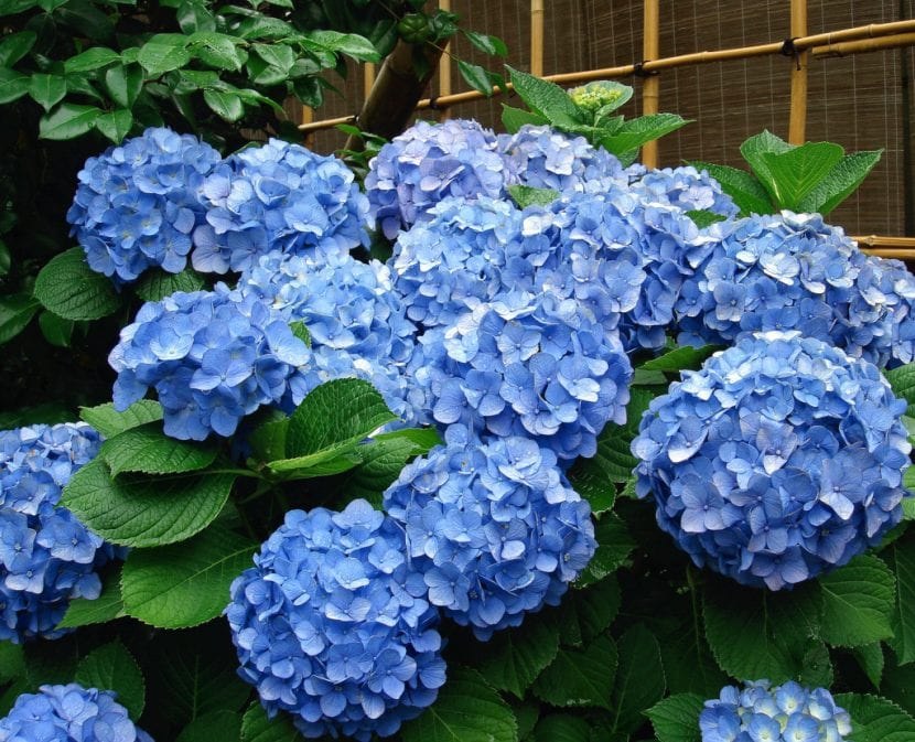 Hortensia en flor con inflorescencias azules