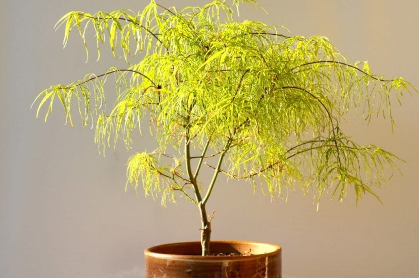 Acer palmatum de hoja fina en el jardín