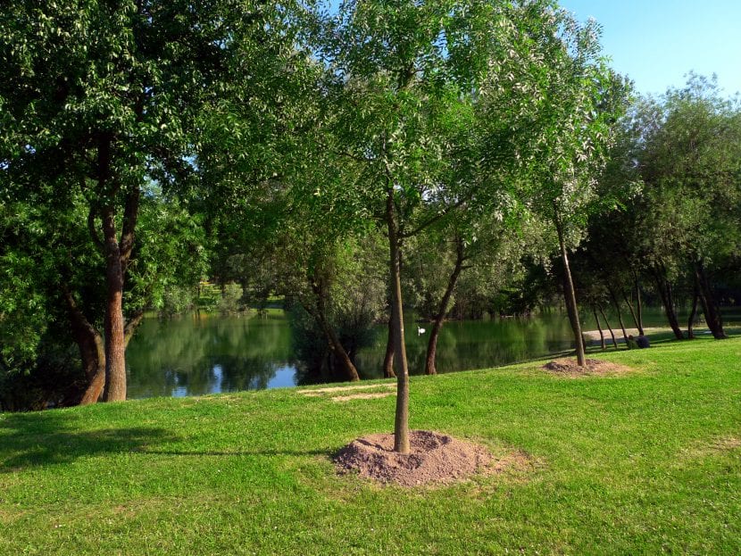 Árboles jóvenes plantados en primavera