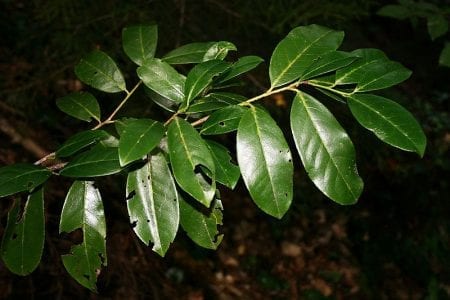 Hojas coriáceas y brillantes de Prunus laurocerasus