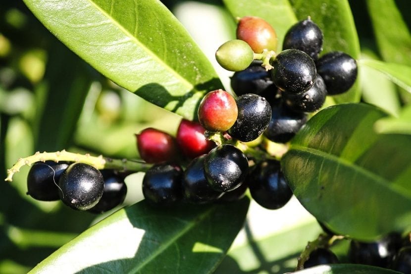 Arbusto de Prunus laurocerasus o laurel cerezo