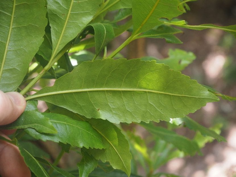 Hojas brillantes de Prunus lusitanica con el pecíolo rojo característico