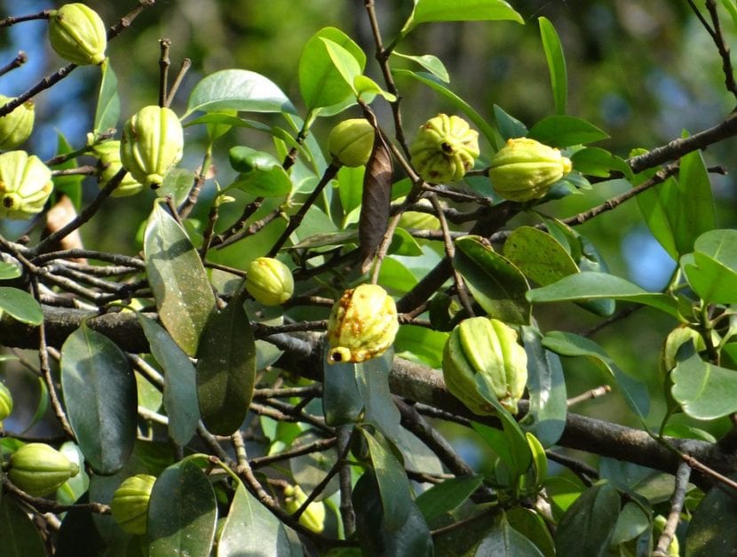 Árbol de Garcinia con porte cónico y follaje denso
