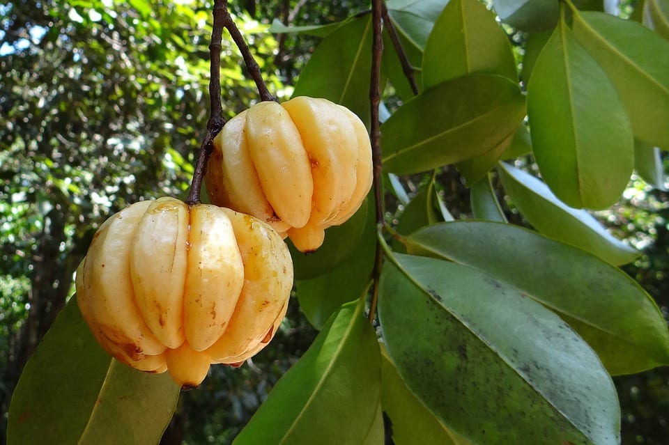Garcinia: qué es, especies, cultivo y el lío del tamarindo