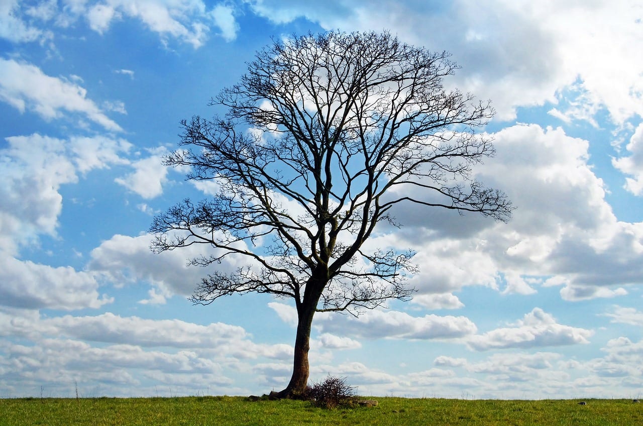 Se ha caído un árbol: qué hacer, cómo cortarlo y cuándo salvarlo