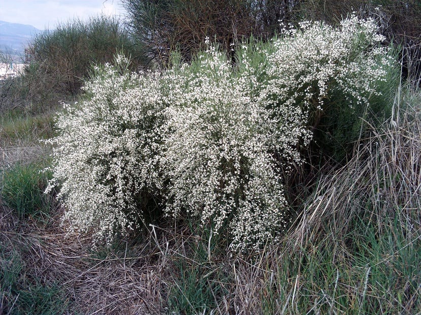 Retama monosperma: características, cuidados y usos en el jardín