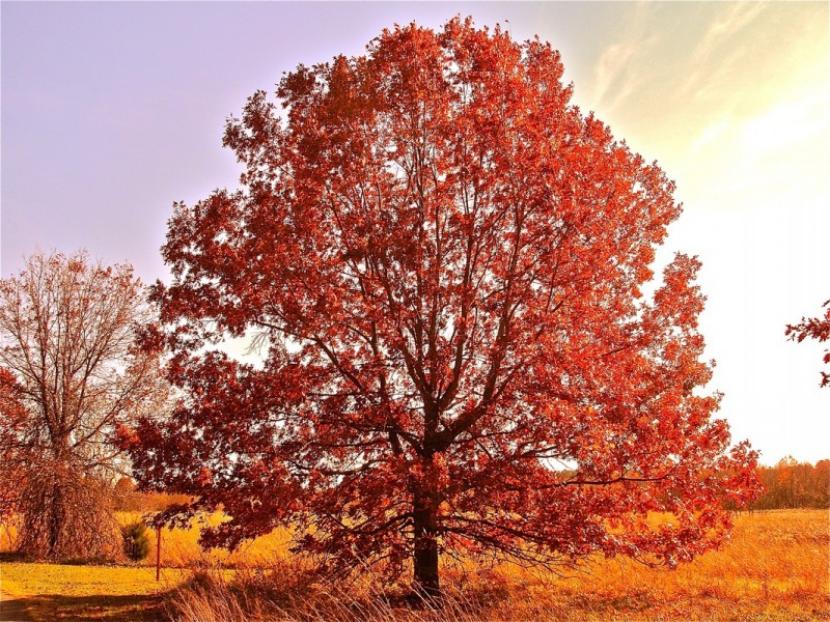 Roble americano (Quercus rubra): cultivo, suelo y siembra