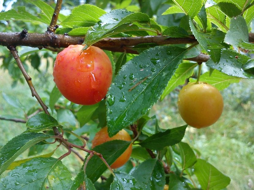 Ciruelo adulto cargado de fruta en un jardín
