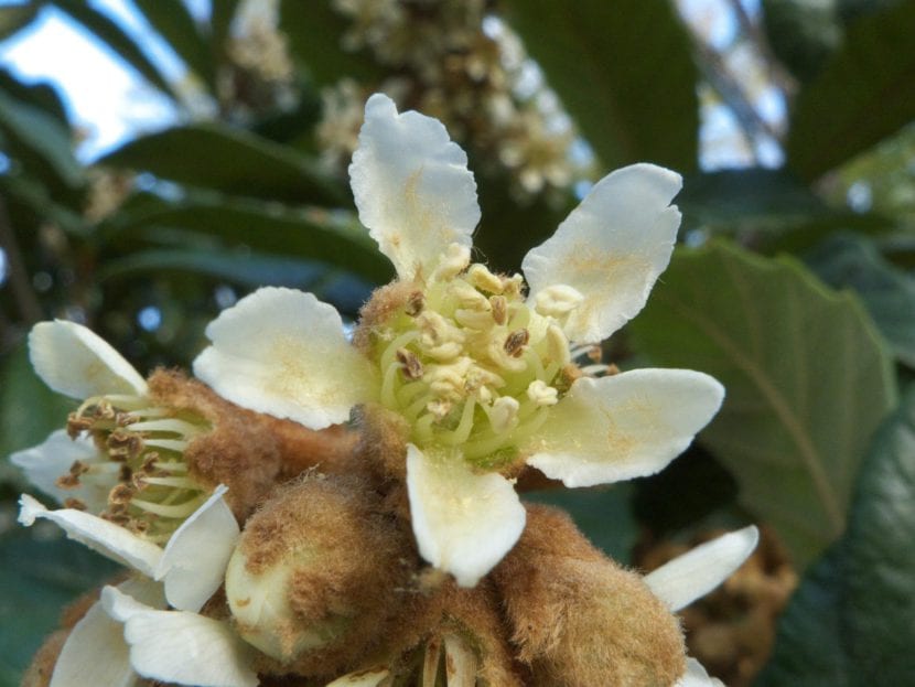 Flores de Eriobotrya japonica en otoño
