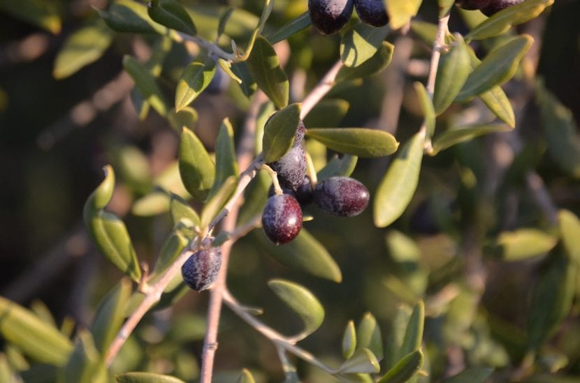 Frutos de acebuche o acebuchinas en la rama