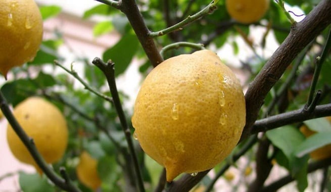 Frutos jóvenes agrupados en la rama antes del aclareo