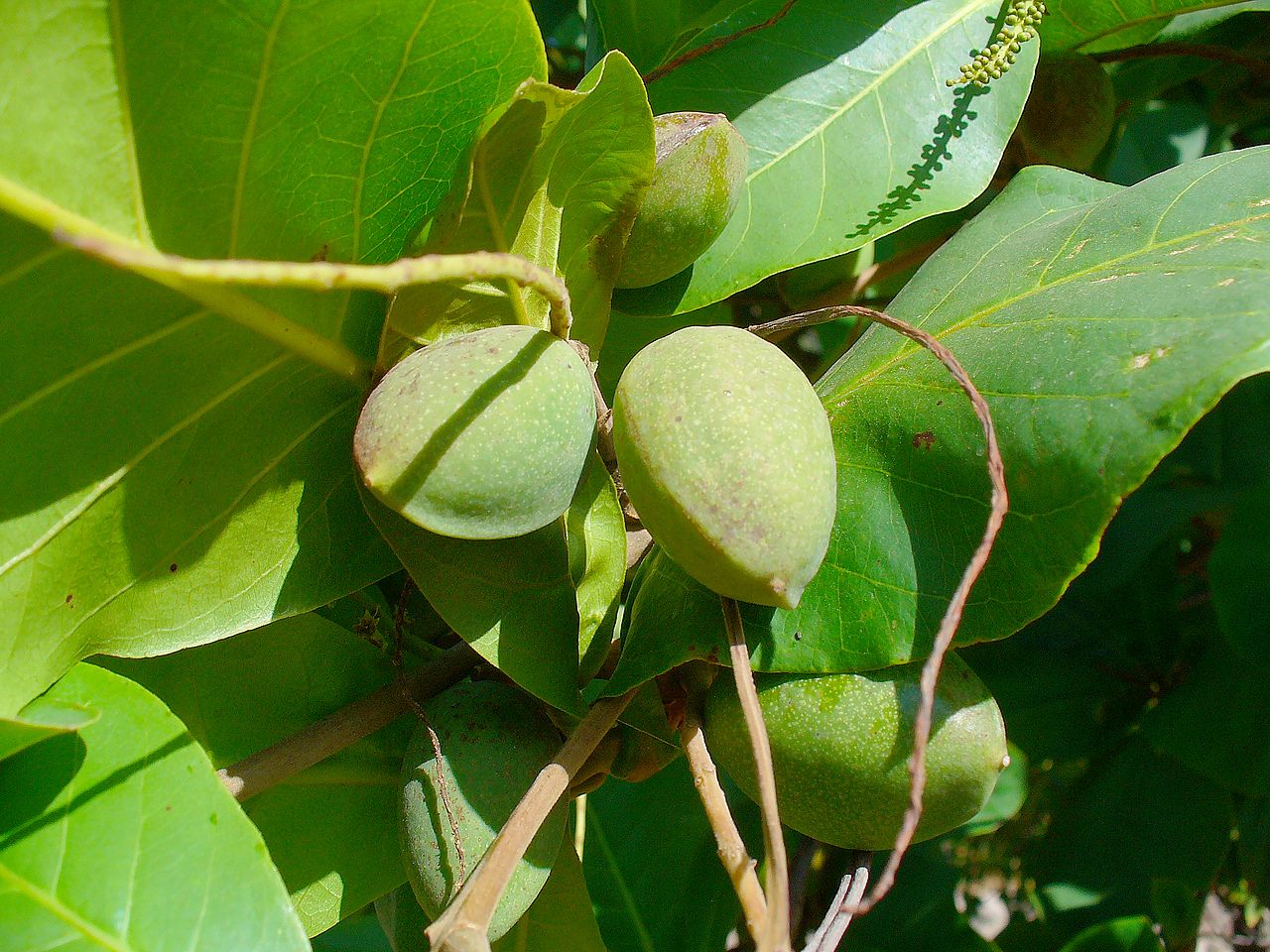Almendro tropical (Terminalia catappa): cultivo y cuidados