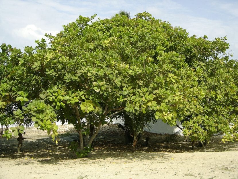 Árbol de anacardo adulto con la copa extendida
