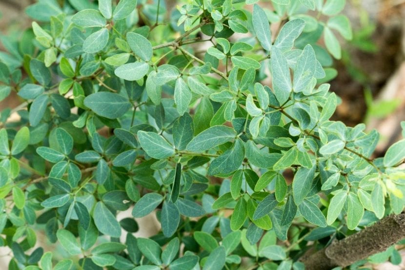 Árbol de guamuchil adulto, Pithecellobium dulce, con la copa extendida
