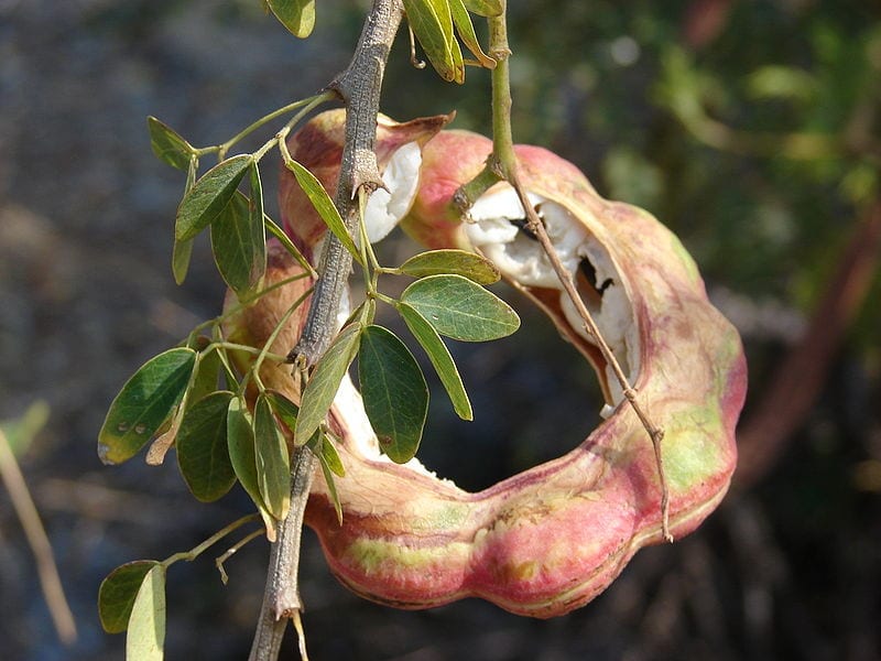 Vainas espirales del guamuchil con la pulpa blanca y las semillas negras