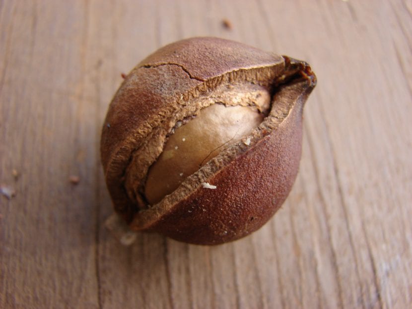 Ejemplar adulto de Macadamia integrifolia