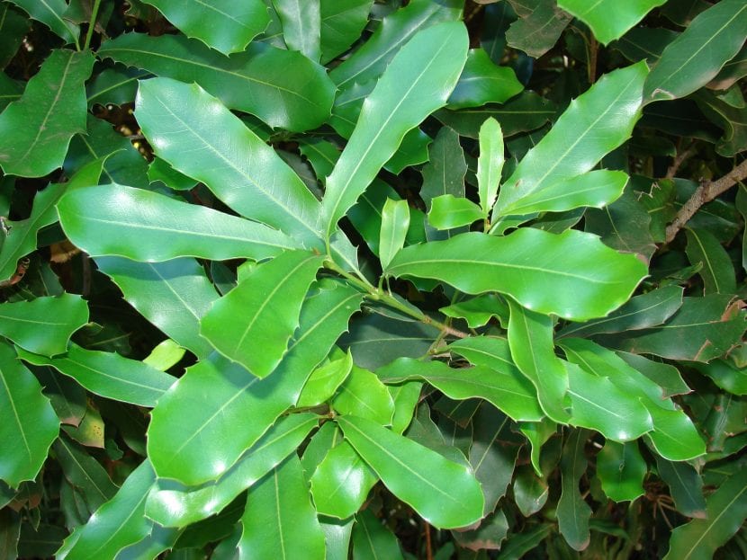 Hojas coriáceas y brillantes del árbol de macadamia