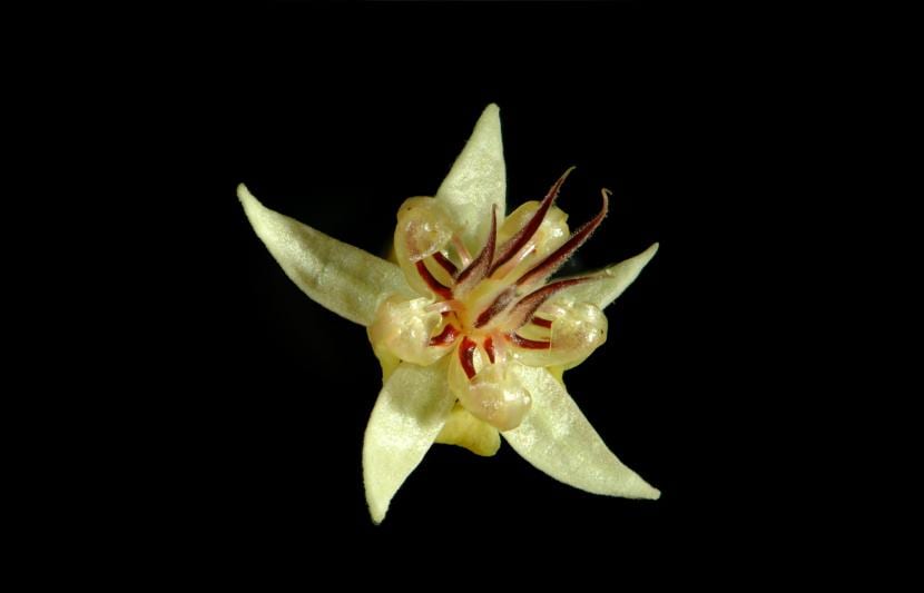 Flor de Theobroma cacao naciendo directamente del tronco