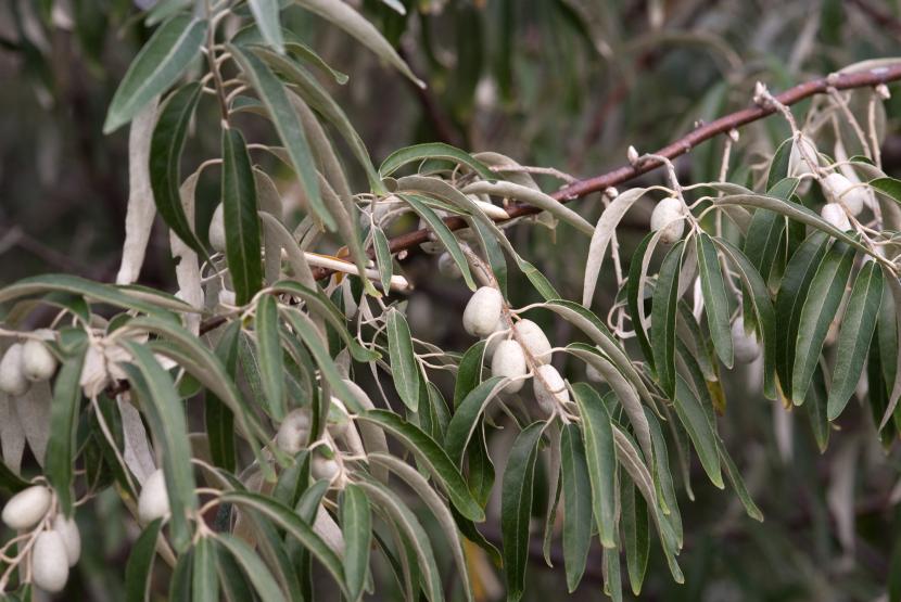 Árbol del paraíso: cuidados, riego, poda y frutos