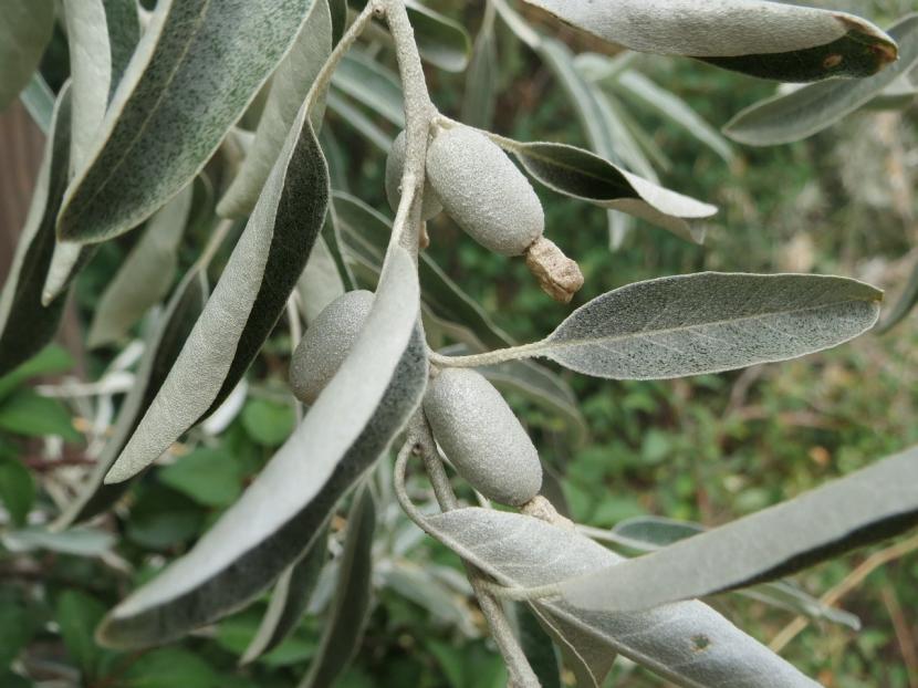 Hojas estrechas y plateadas del árbol del paraíso, Elaeagnus angustifolia