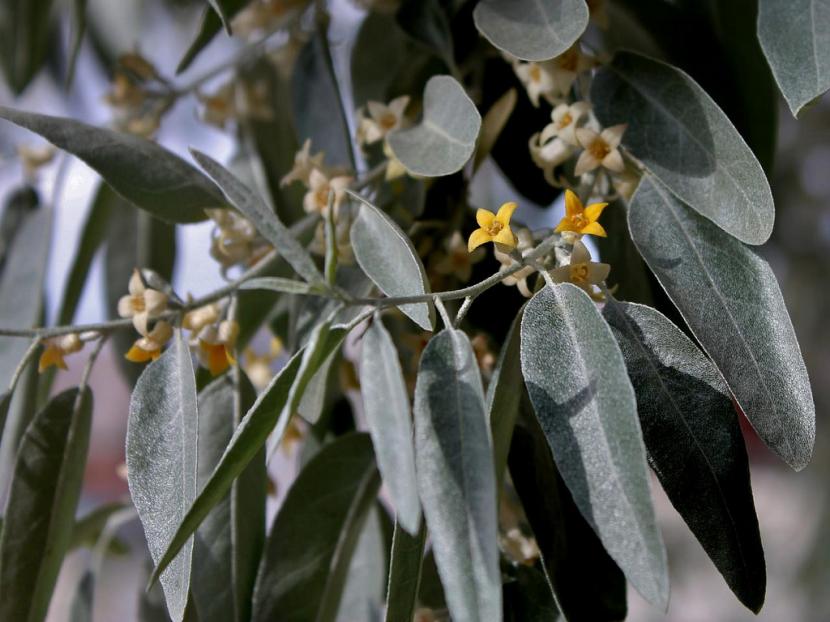 Flores plateadas y amarillas del Elaeagnus angustifolia en primavera