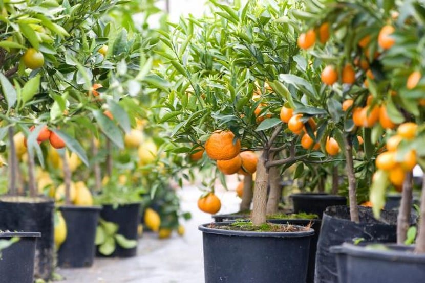 Cítricos en maceta: cuáles aguantan y cómo cultivarlos