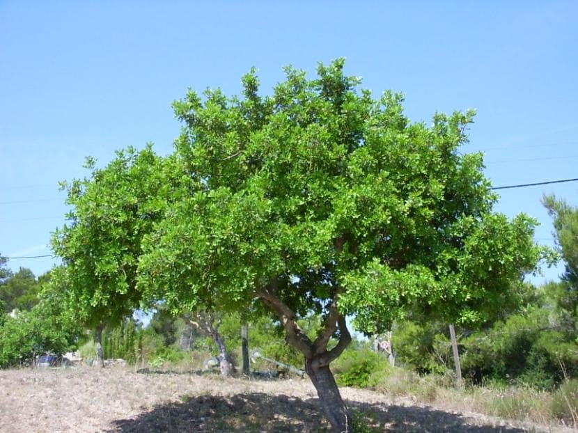Algarrobo cargado de garrofas verdes