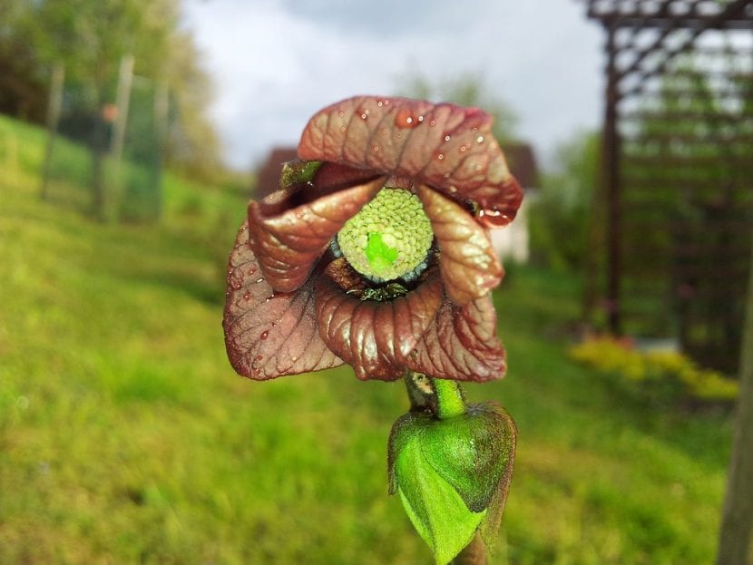 Flor granate y colgante de la Asimina triloba