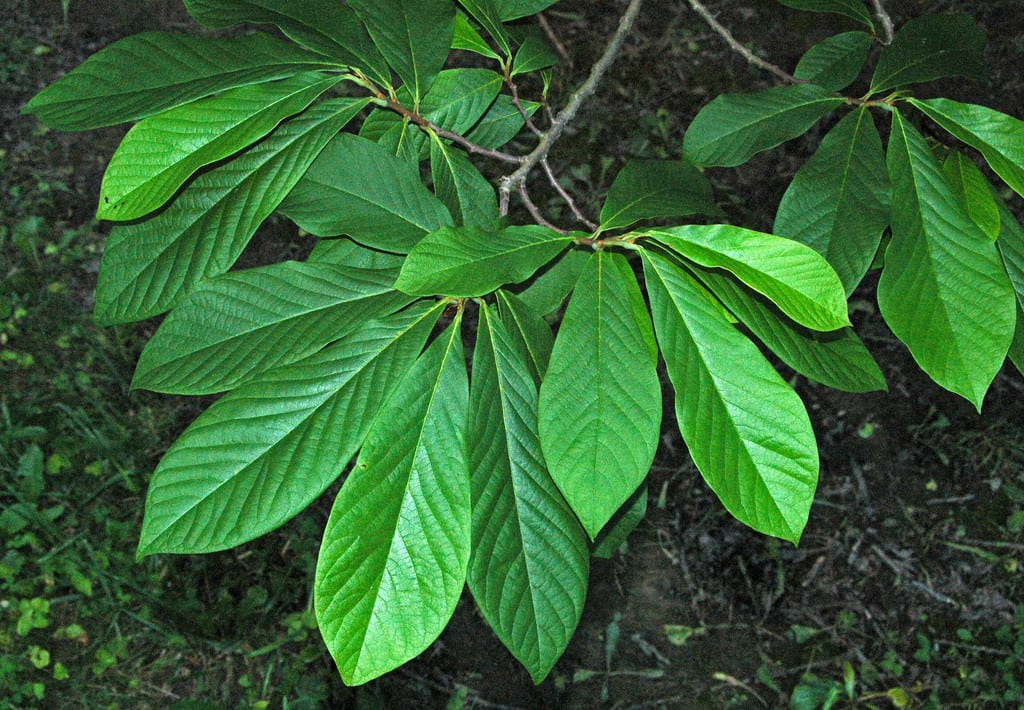 Asimina triloba: cultivo, polinización y cosecha del pawpaw