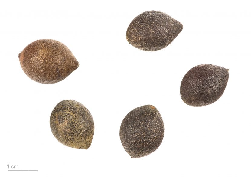 Semillas o nueces del avellano chileno