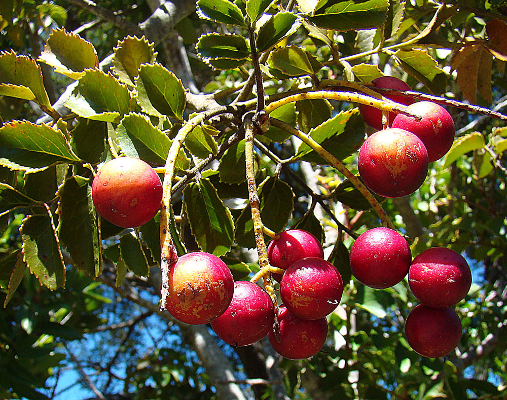 Avellano chileno (Gevuina avellana): cultivo y cuidados