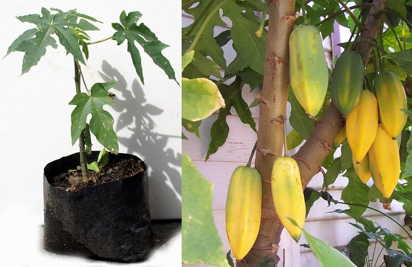 Árbol de babaco cargado de frutos pentagonales