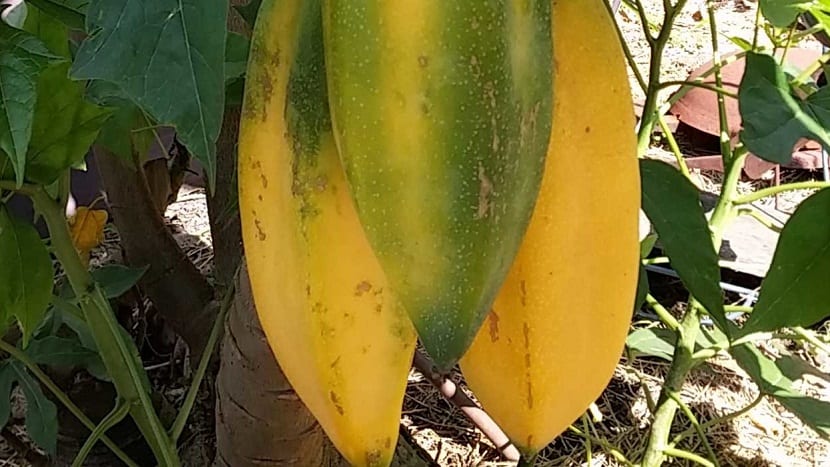 Babaco (Carica pentagona): cultivo, cuidados y cosecha