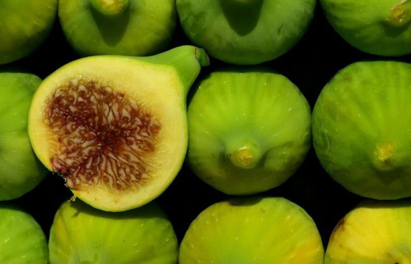 Higos maduros en la rama de una higuera