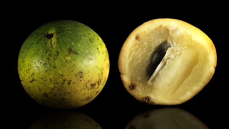 Caimito: cultivo, cuidados y cómo comer su fruto
