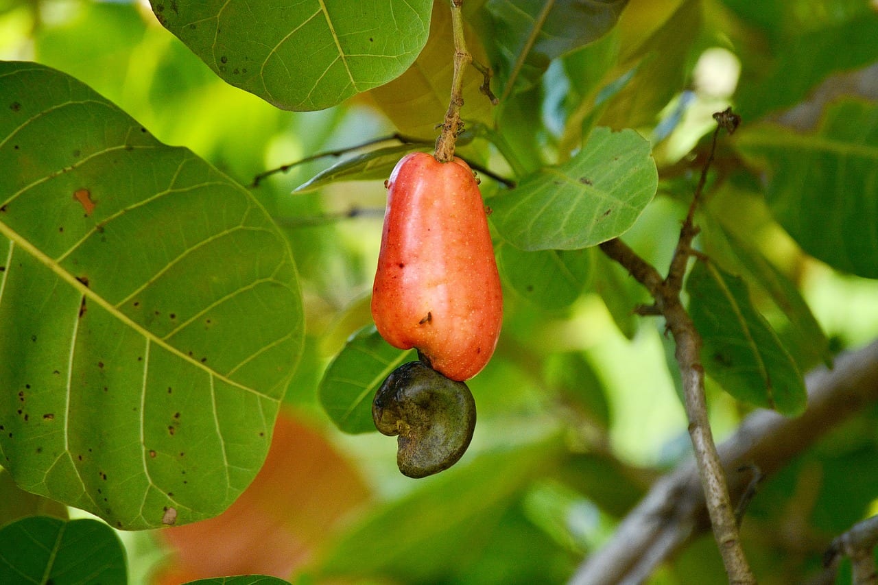Cajuil (anacardo): cultivo, clima y usos del árbol