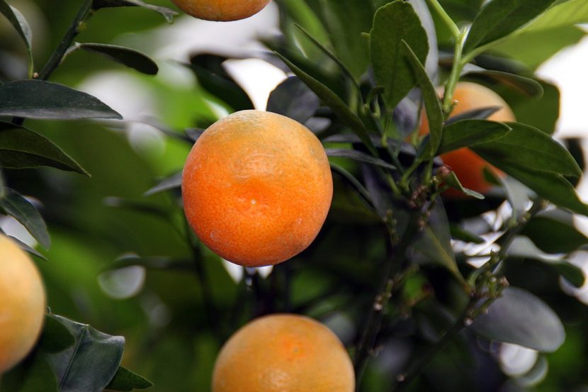 Calamondín en maceta cargado de frutos naranjas