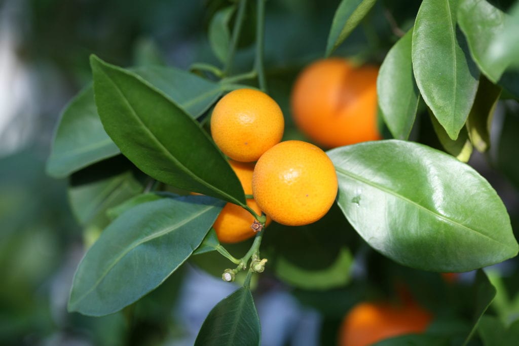 Calamondín: cuidados del naranjo enano en maceta