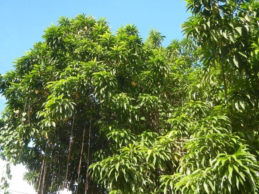 Fruto maduro de canistel, Pouteria campechiana